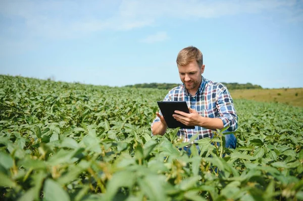 Agricultor Agrônomo Examinar Plantas Soja Verde Campo — Fotografia de Stock