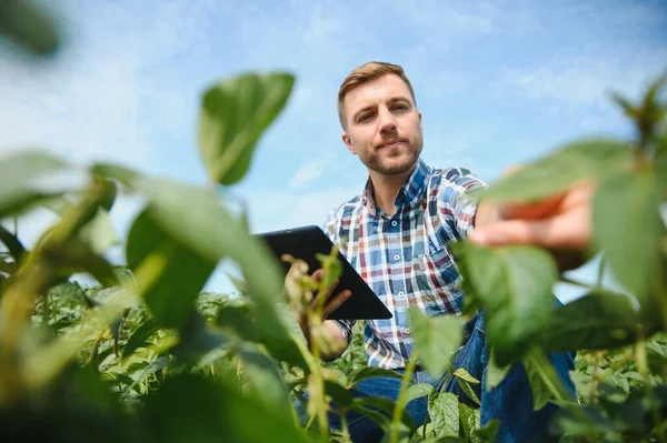 Landbouwer Agronoom Onderzoekt Groene Sojabonen Het Veld — Stockfoto