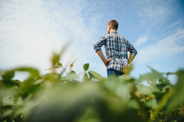Agricultor Agrônomo Examinar Plantas Soja Verde Campo — Fotografia de Stock