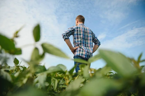 Agricultor Agrônomo Campo Soja Verificando Culturas Produção Cultivo Alimentos Biológicos — Fotografia de Stock