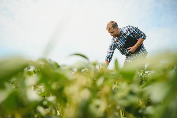 Farmář Kontroluje Pole Zelenými Sójovými Boby Koncept Sklizně — Stock fotografie