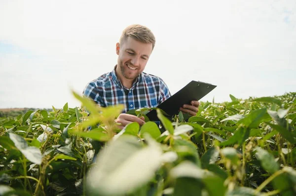 Agrónomo Que Inspecciona Los Cultivos Soja Que Crecen Campo Agrícola — Foto de Stock