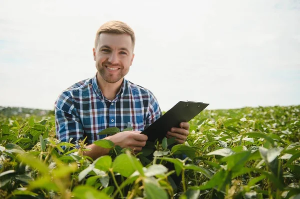 Agronom Inspiziert Sojabohnenpflanzen Die Auf Dem Feld Wachsen Produktionskonzept Landwirtschaft — Stockfoto