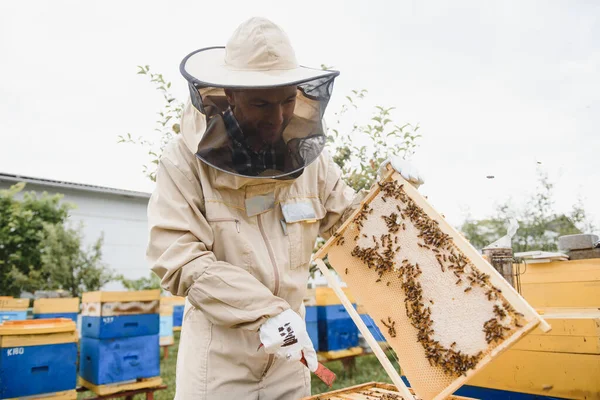 Imkerei Imker Bei Der Arbeit Bienen Flug — Stockfoto