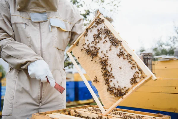 Пчеловод Работает Пчелами Ульями Пасеке Концепция Пчеловодства — стоковое фото