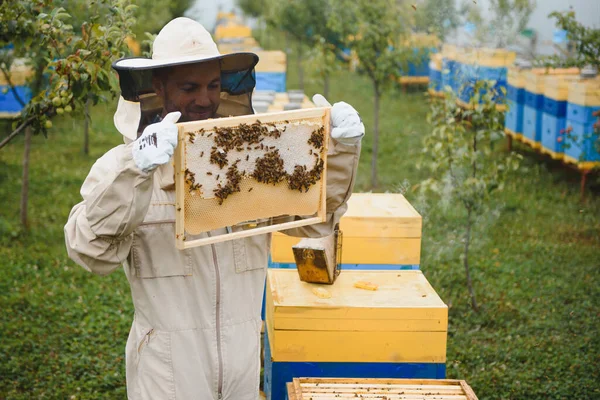 Arıcı Apiary Üzerinde Arı Lar Arı Kovanları Ile Çalışıyor Arıcılık — Stok fotoğraf