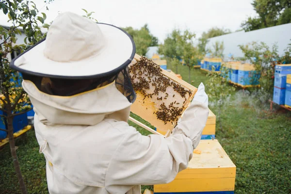 Imkerei Imker Bei Der Arbeit Bienen Flug — Stockfoto