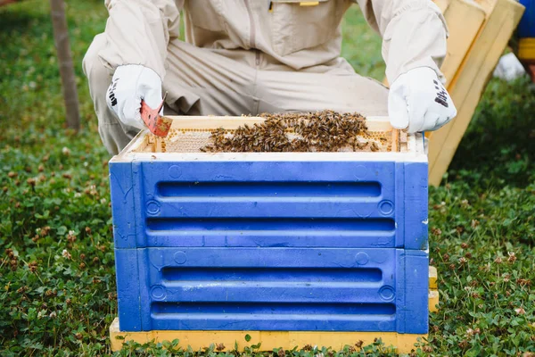 Imker Sammeln Honig Imkerkonzept — Stockfoto