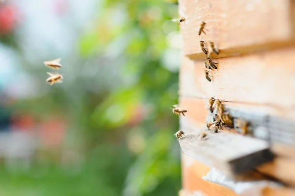 Многие Пчелы Возвращаются Пчелиный Улей Входят Улей Собранным Цветочным Нектаром — стоковое фото
