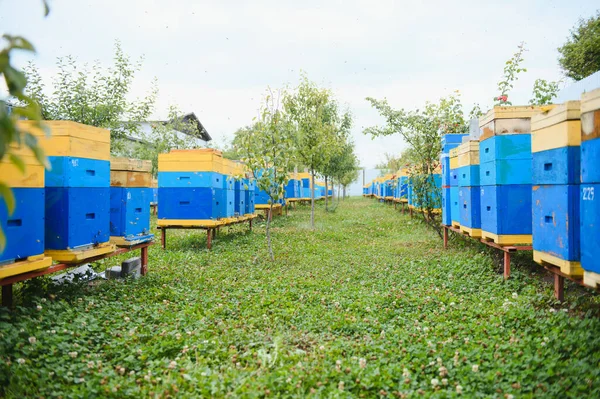 Bienenstöcke Einem Bienenhaus Mit Bienen Die Den Landeplätzen Fliegen Imkerei — Stockfoto