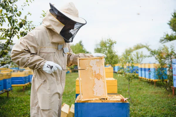 Imker Inspizieren Sommertag Das Wabengestell Der Imkerei Der Mensch Arbeitet — Stockfoto