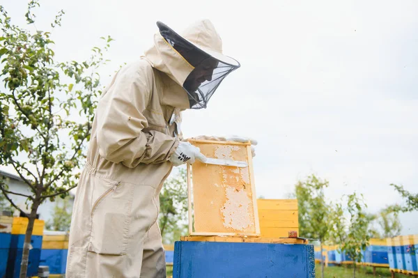養蜂家は養蜂家でミツバチとミツバチの巣を扱っています 養蜂の概念 — ストック写真