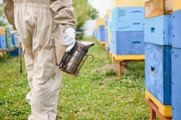 Beekeeper on apiary. Beekeeper is working with bees and beehives on the apiary