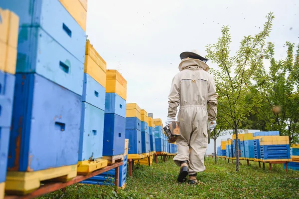 Imker Arbeiten Mit Bienen Und Bienenstöcken Bienenstock Bienen Auf Waben — Stockfoto