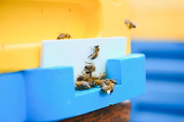 ミツバチの巣に戻り 収集した花蜜や花粉で蜂の巣に入るミツバチの多く 花から蜜を集めるミツバチの群れ 健康的な有機農場蜂蜜 — ストック写真