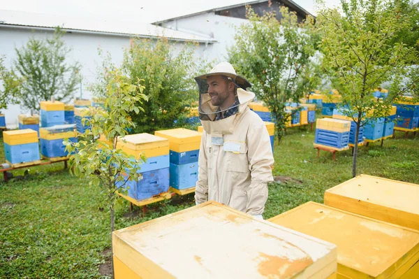 Imker Auf Dem Imkerstand Imker Arbeitet Mit Bienen Und Bienenstöcken — Stockfoto