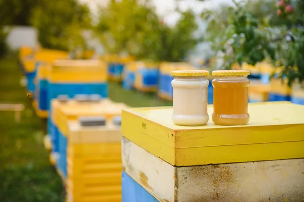 Honey jar and beehives on meadow in springtime. Apiculture and honey production. Healthy and organic natural food. Sweet food