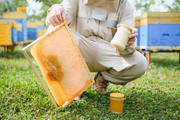 Пчеловод Работает Пчелами Ульями Пасеке Пчелы Сотах Рамки Пчелиного Улья — стоковое фото