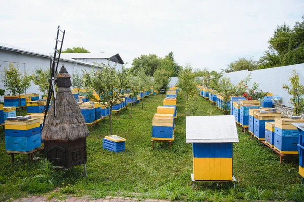 Urticaria Colmenar Con Abejas Volando Las Tablas Aterrizaje Apicultura —  Fotos de Stock