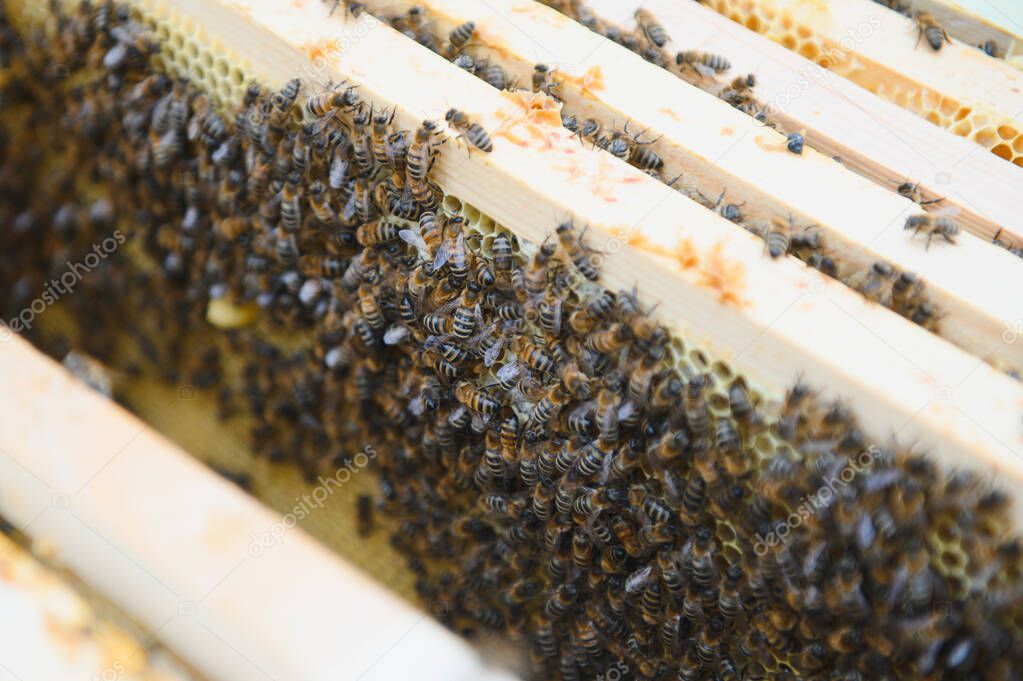 Bees on the honeycomb. Honey cell with bees. Apiculture. Apiary. Wooden beehive and bees. beehive with honey bees, frames of the hive, top view. Soft focus.