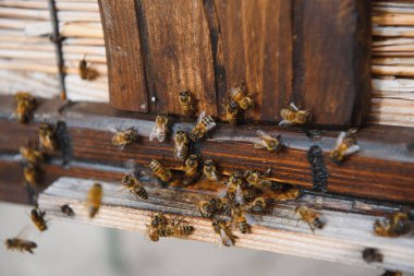 Uçan arılara yaklaş. Tahta arı kovanı ve arılar