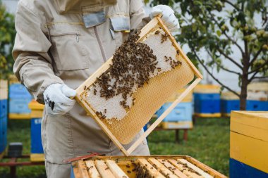 Arı yetiştiricisi yaz günü arıcıda bal peteği çerçevesini inceliyor. Arı kovanında çalışan bir adam. Apiculture. Arıcılık konsepti.