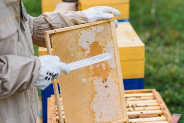 Arıcı apiary üzerinde arı lar ve arı kovanları ile çalışıyor. Arıcılık kavramı.