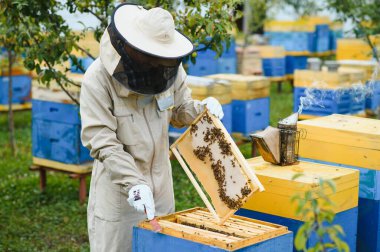 Arı yetiştiricisi yaz günü arıcıda bal peteği çerçevesini inceliyor. Arı kovanında çalışan bir adam. Apiculture. Arıcılık konsepti.