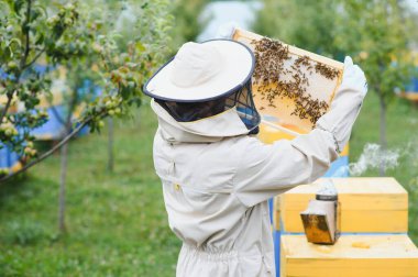 Arı yetiştiricisi arılarla ve arı kovanlarıyla çalışıyor. Arılar bal peteğinde. Arı kovanının çerçeveleri. Arıcılık. - Tatlım. Sağlıklı yiyecekler. Doğal ürünler