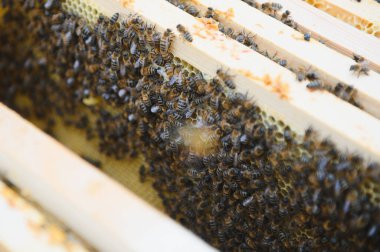 bees work on laying propolis in a hive. honey bees work in the hive. Close up view of the opened hive body showing the frames. the bees are smeared with propolis in the hive. bees work with propolis