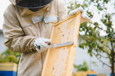 Arı yetiştiricisi bal topluyor. Arıcılık konsepti