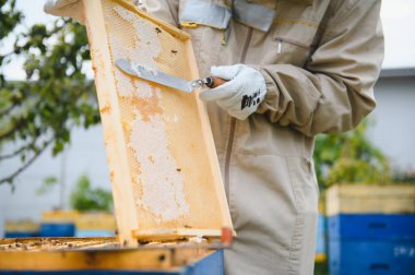 Arı yetiştiricisi bal topluyor. Arıcılık konsepti