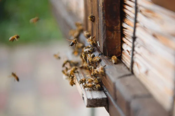 Sluiten Van Vliegende Bijen Houten Bijenkorf Bijen — Stockfoto