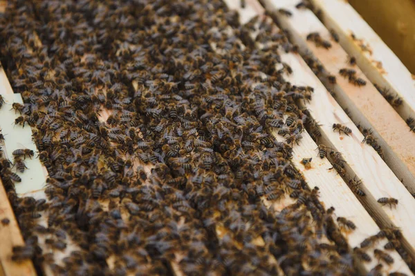 Крупный План Открытого Тела Улья Показывающий Рамы Населенные Пчелами — стоковое фото