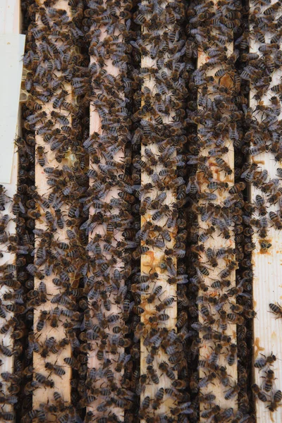 Пчелы Сотах Медовая Клетка Пчёлами Апикультура Апиари Деревянный Улей Пчелы — стоковое фото