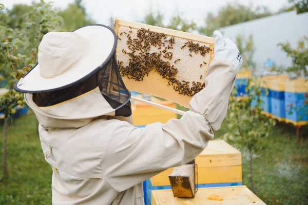 Пчеловодство Пчеловод Работе Пчелы Полете — стоковое фото