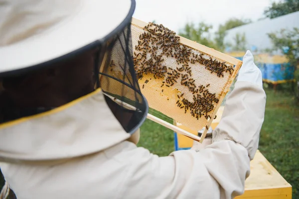 Пчеловод Собирает Мед Концепция Пчеловодства — стоковое фото