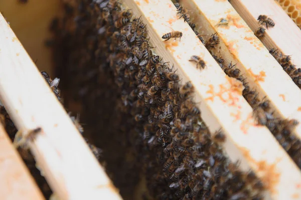 Bijen Honingraat Honingcel Met Bijen Bijenteelt Apiarium Houten Bijenkorf Bijen — Stockfoto