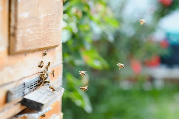 Многие Пчелы Возвращаются Пчелиный Улей Входят Улей Собранным Цветочным Нектаром — стоковое фото