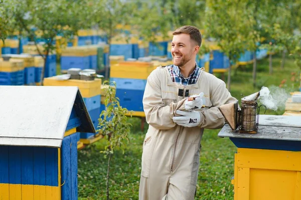 Beekeeper is working with bees and beehives on the apiary. Beekeeping concept.