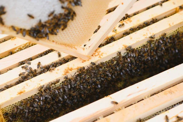 Nahaufnahme Des Geöffneten Bienenkörpers Der Die Von Honigbienen Bevölkerten Rahmen — Stockfoto