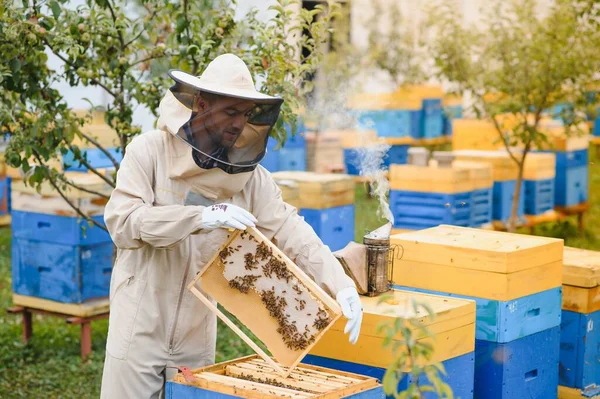 Arıcı Apiary Üzerinde Arı Lar Arı Kovanları Ile Çalışıyor Arıcılık — Stok fotoğraf