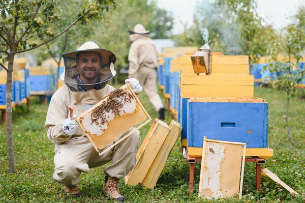 Beekeeper is working with bees and beehives on apiary. Bees on honeycomb. Frames of bee hive. Beekeeping. Honey. Healthy food. Natural products