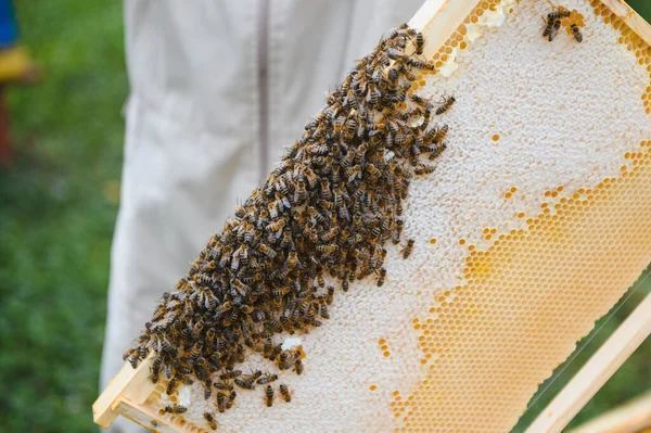 Imker Inspecteert Het Honingraatframe Bij Bijenstal Zomerdag Een Man Die — Stockfoto