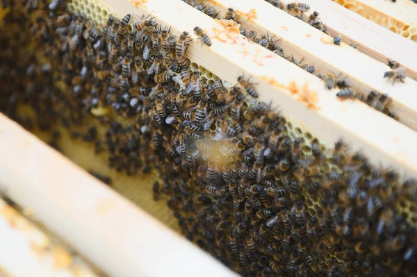 Bees Work Laying Propolis Hive Honey Bees Work Hive Close — Zdjęcie stockowe