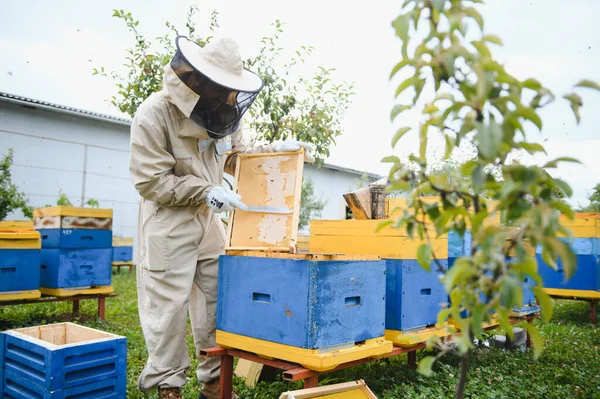 Imker Werkt Met Bijen Bijenkorven Bijenstal Bijenteelt Concept — Stockfoto