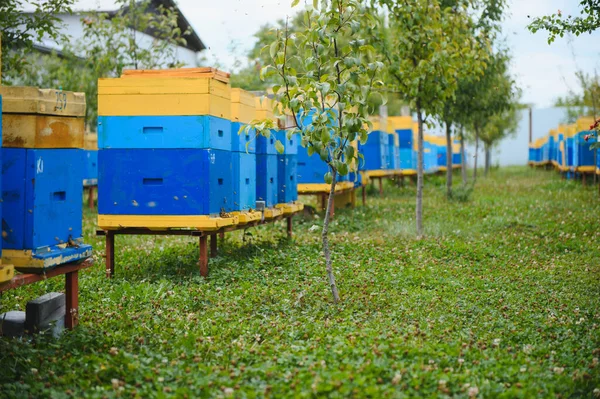 Bienenstöcke Einem Bienenhaus Mit Bienen Die Den Landeplätzen Fliegen Imkerei — Stockfoto
