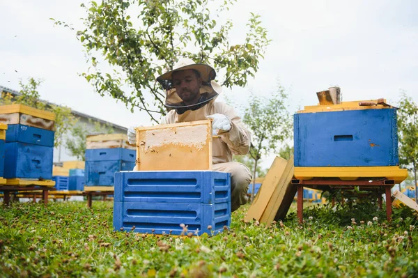 Imker Werkt Met Bijen Bijenkorven Bijenstal Bijen Honingraat Kaders Van — Stockfoto