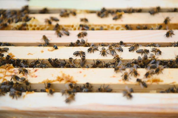 Пчелы Сотах Медовая Клетка Пчёлами Апикультура Апиари Деревянный Улей Пчелы — стоковое фото