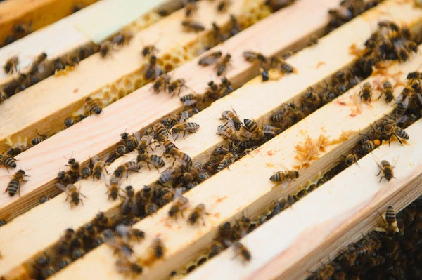 Пчелы Работают Над Укладкой Прополиса Улей Медовые Пчёлы Работают Улье — стоковое фото